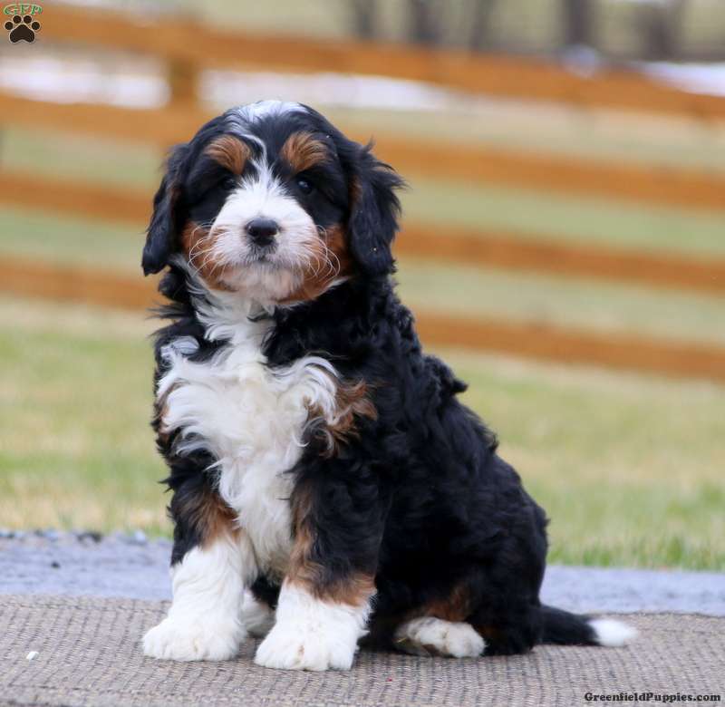 Bernese Mountain Dog Mix