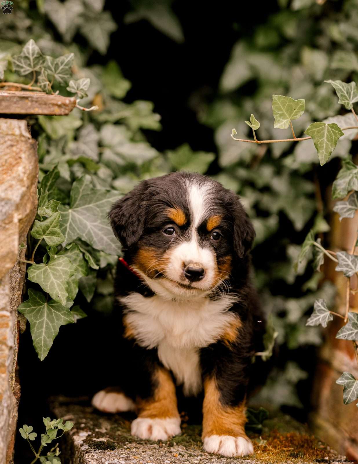 Bernese Mountain Dog