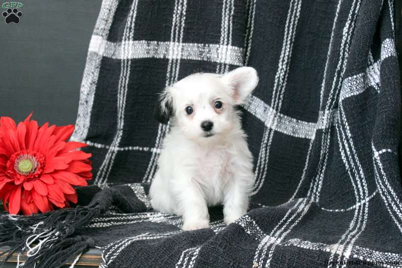 Bichon Mix