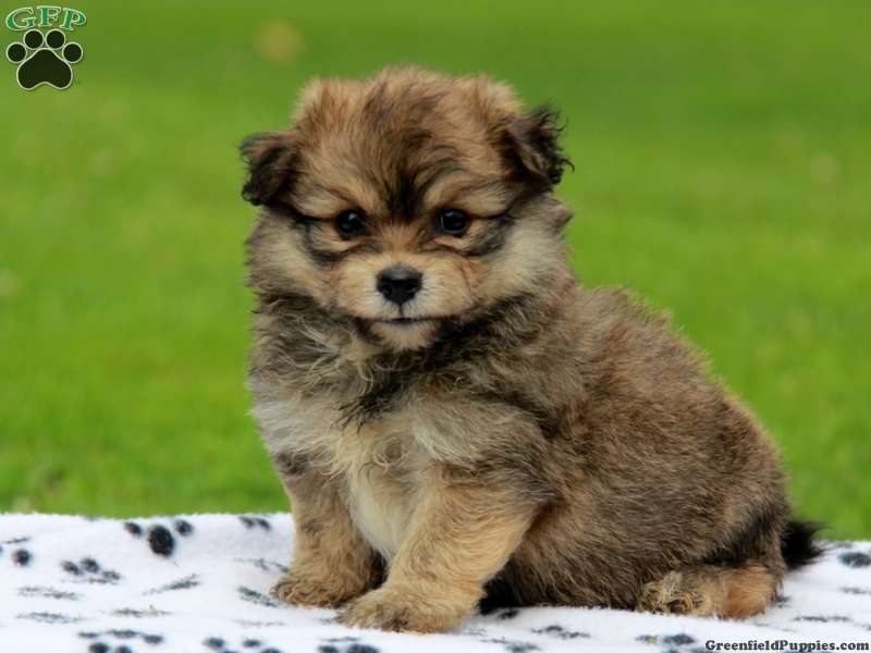 Bichon-a-ranian