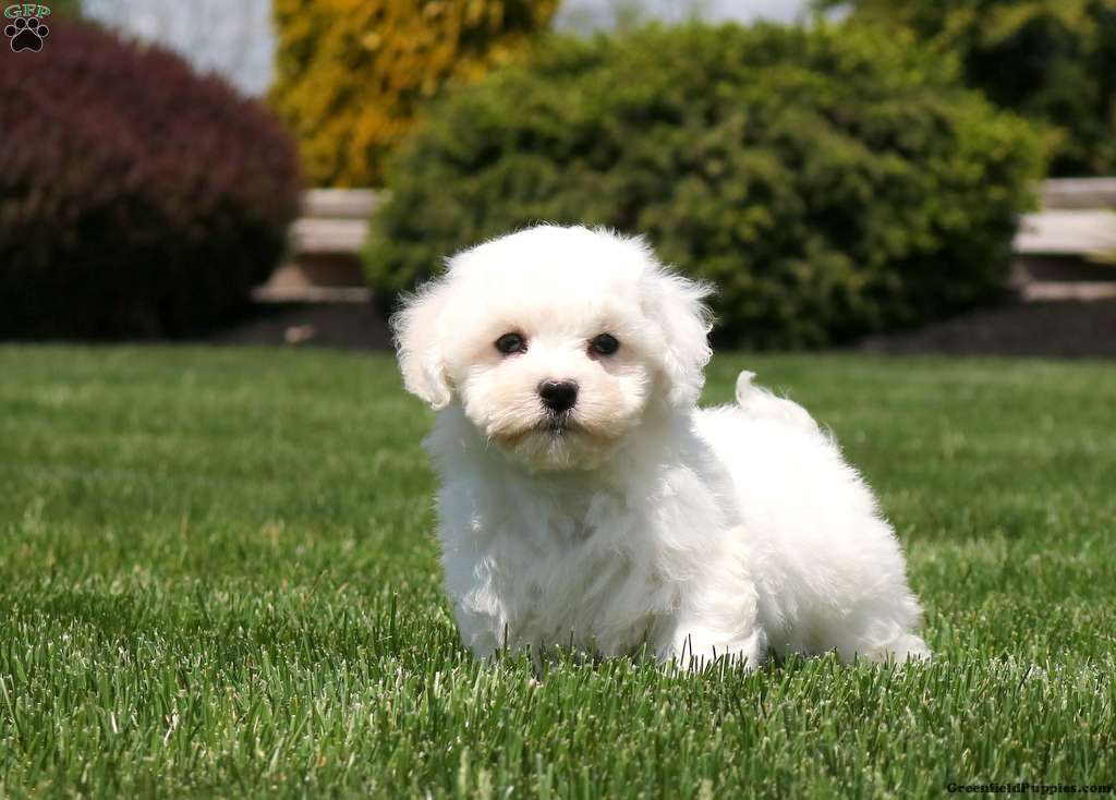 Bichon Frise