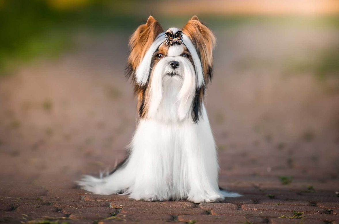 Biewer Terrier