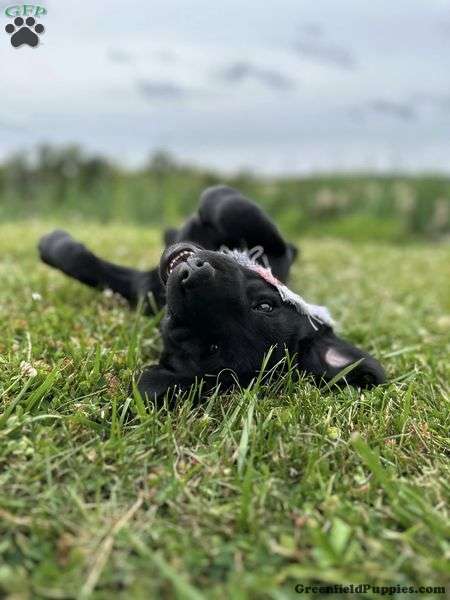 Black Labrador Retriever