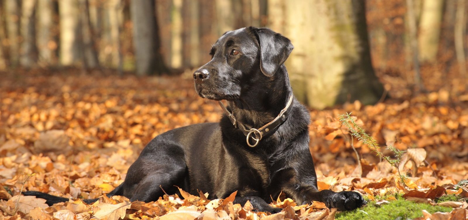 Black Labrador Retriever