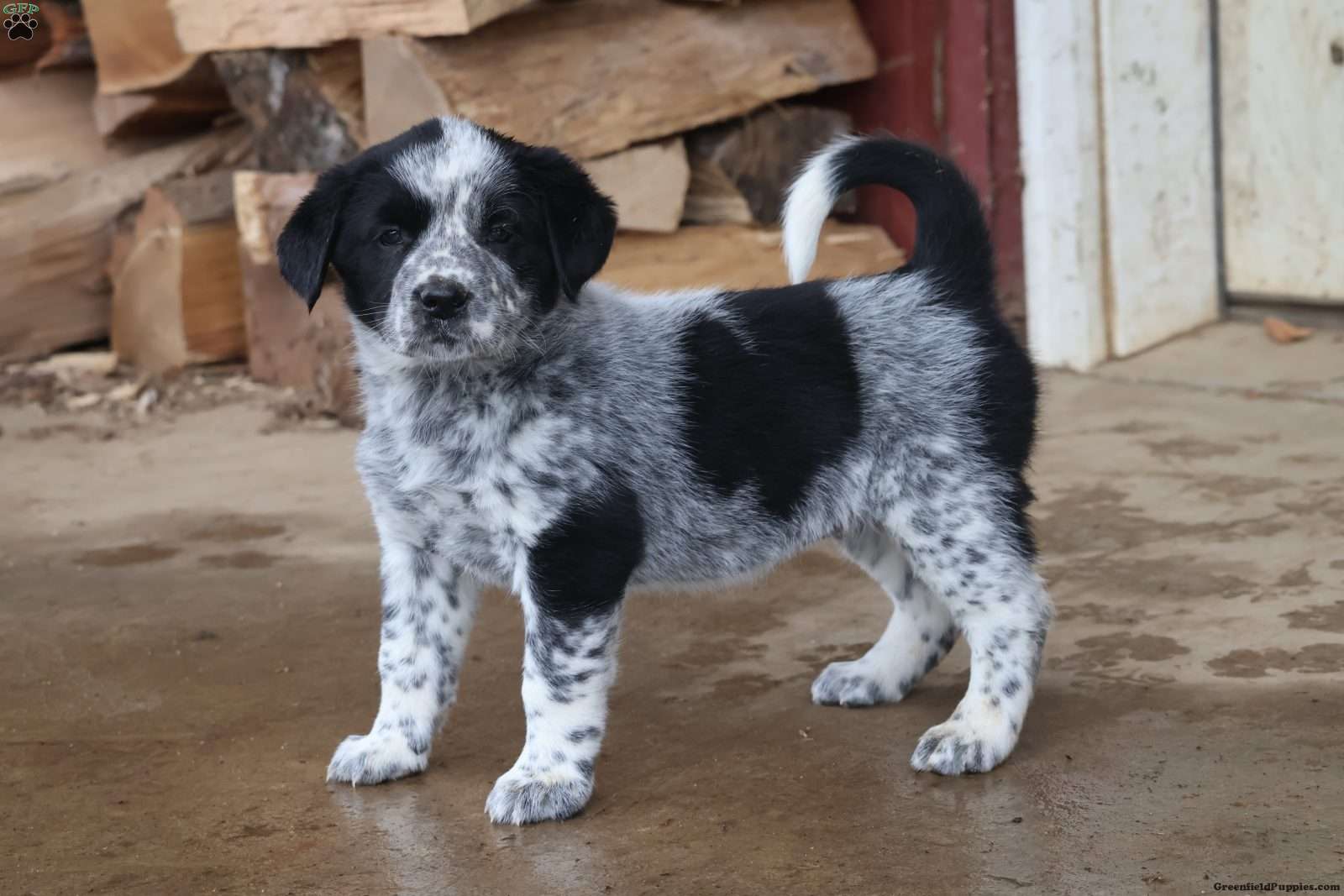 Blue Heeler Mix