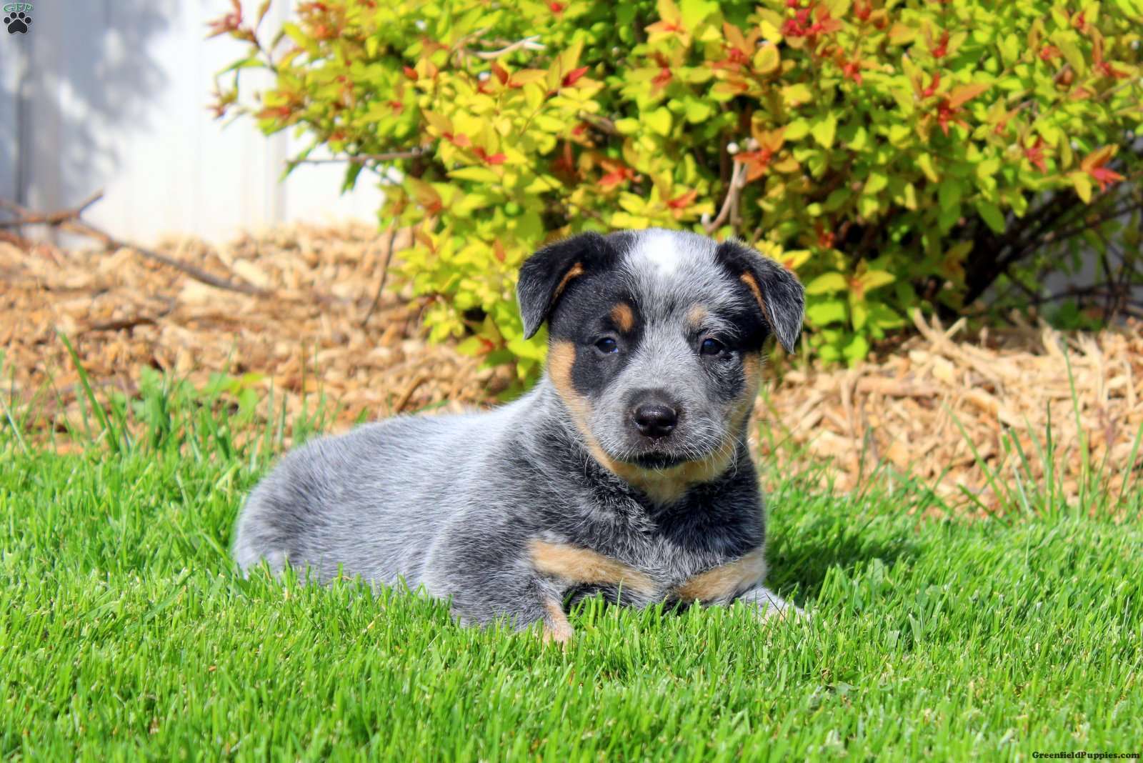 Blue Heeler - Australian Cattle Dog