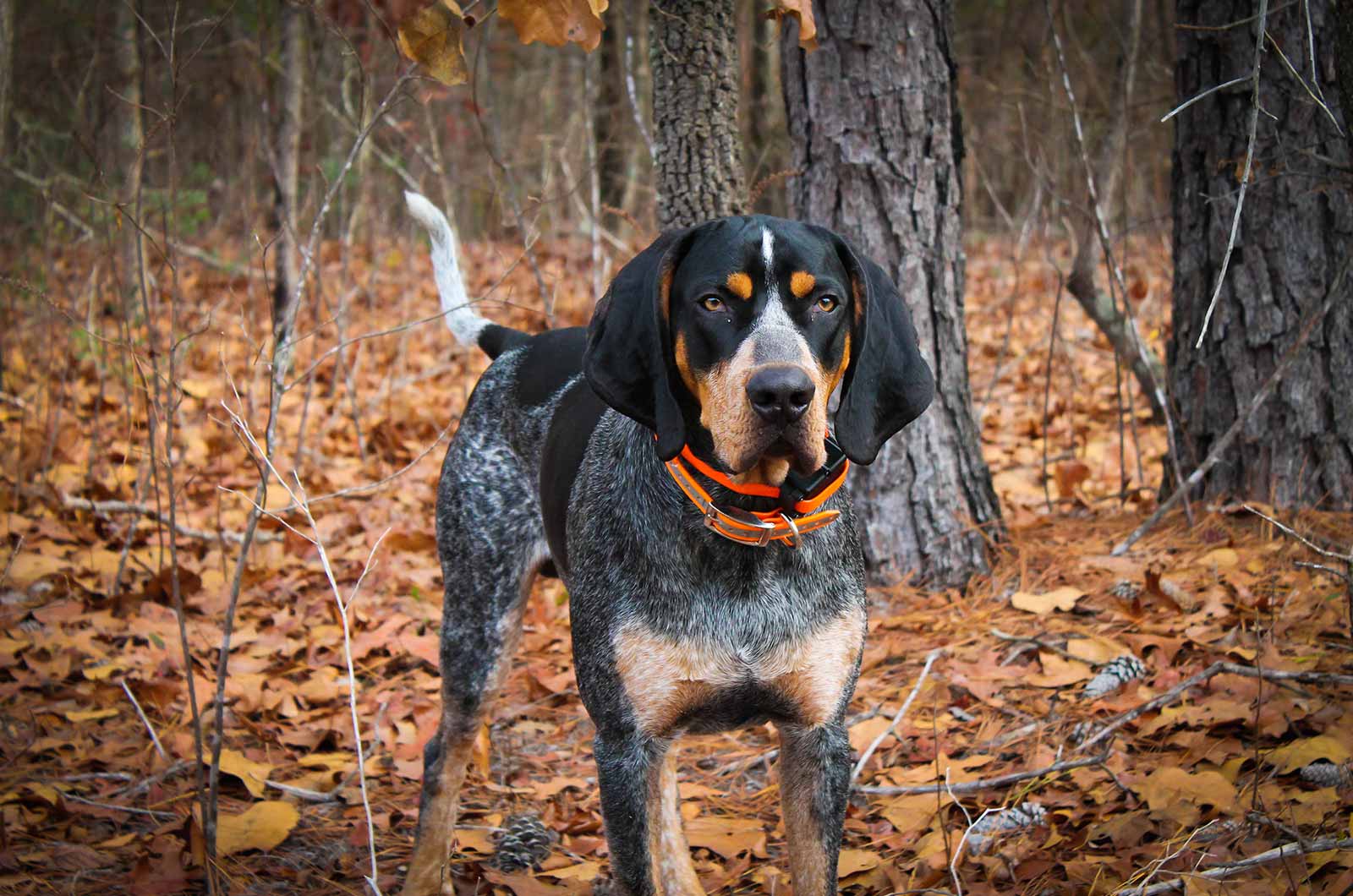 Bluetick Coonhound