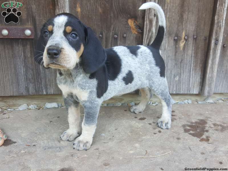 Bluetick Coonhound