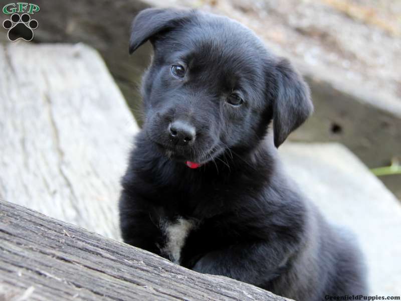 Borador