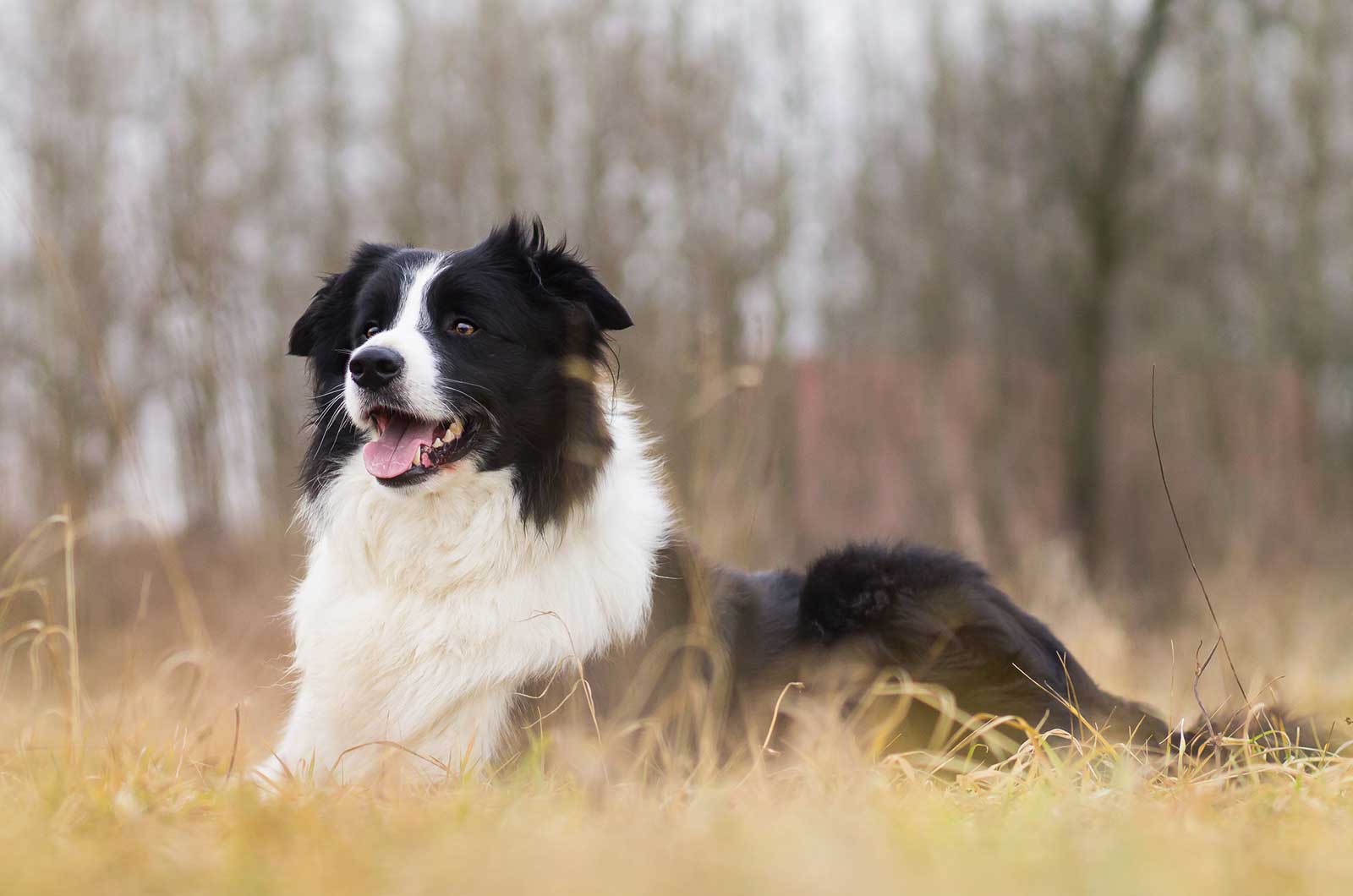 Border Collie