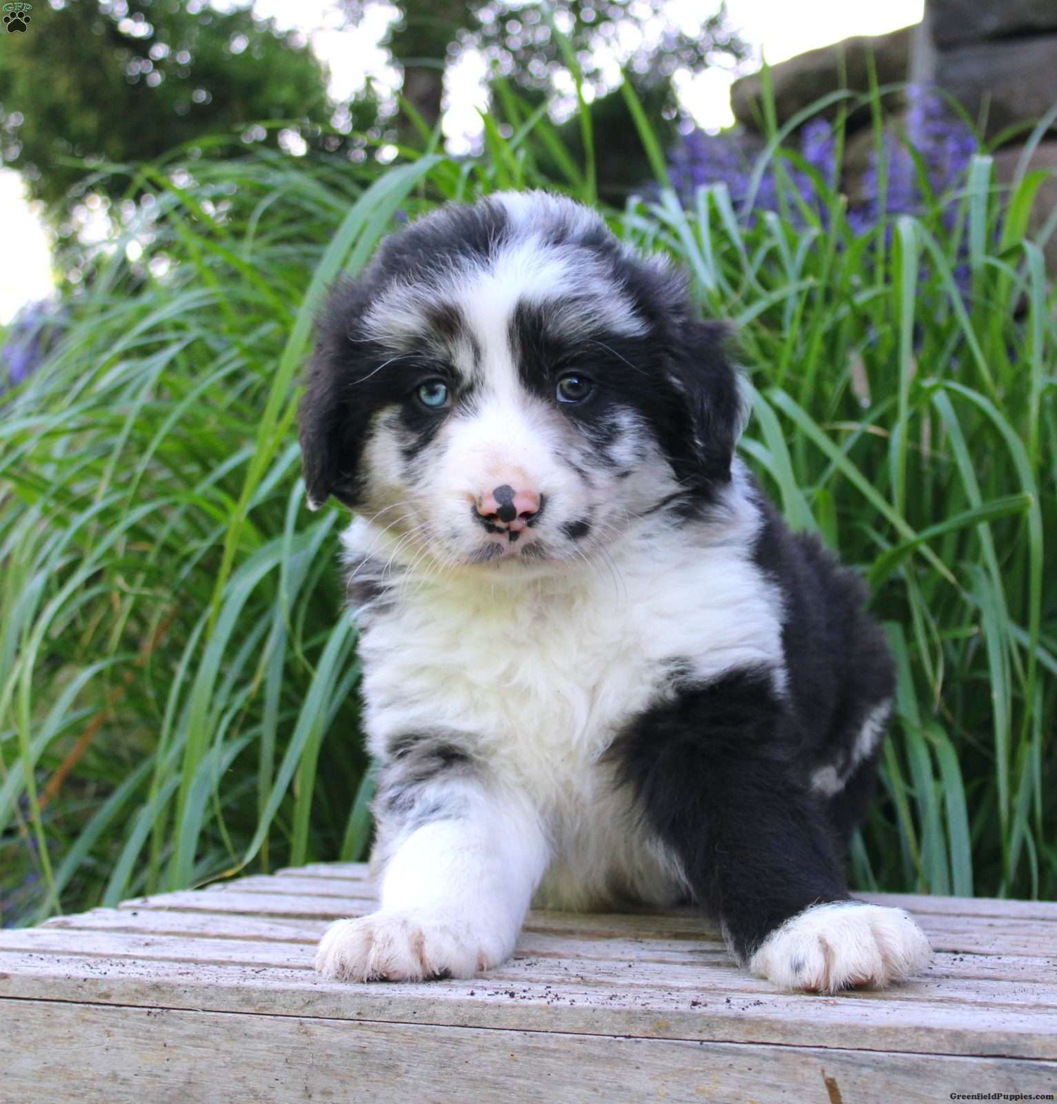 Border Collie Mix