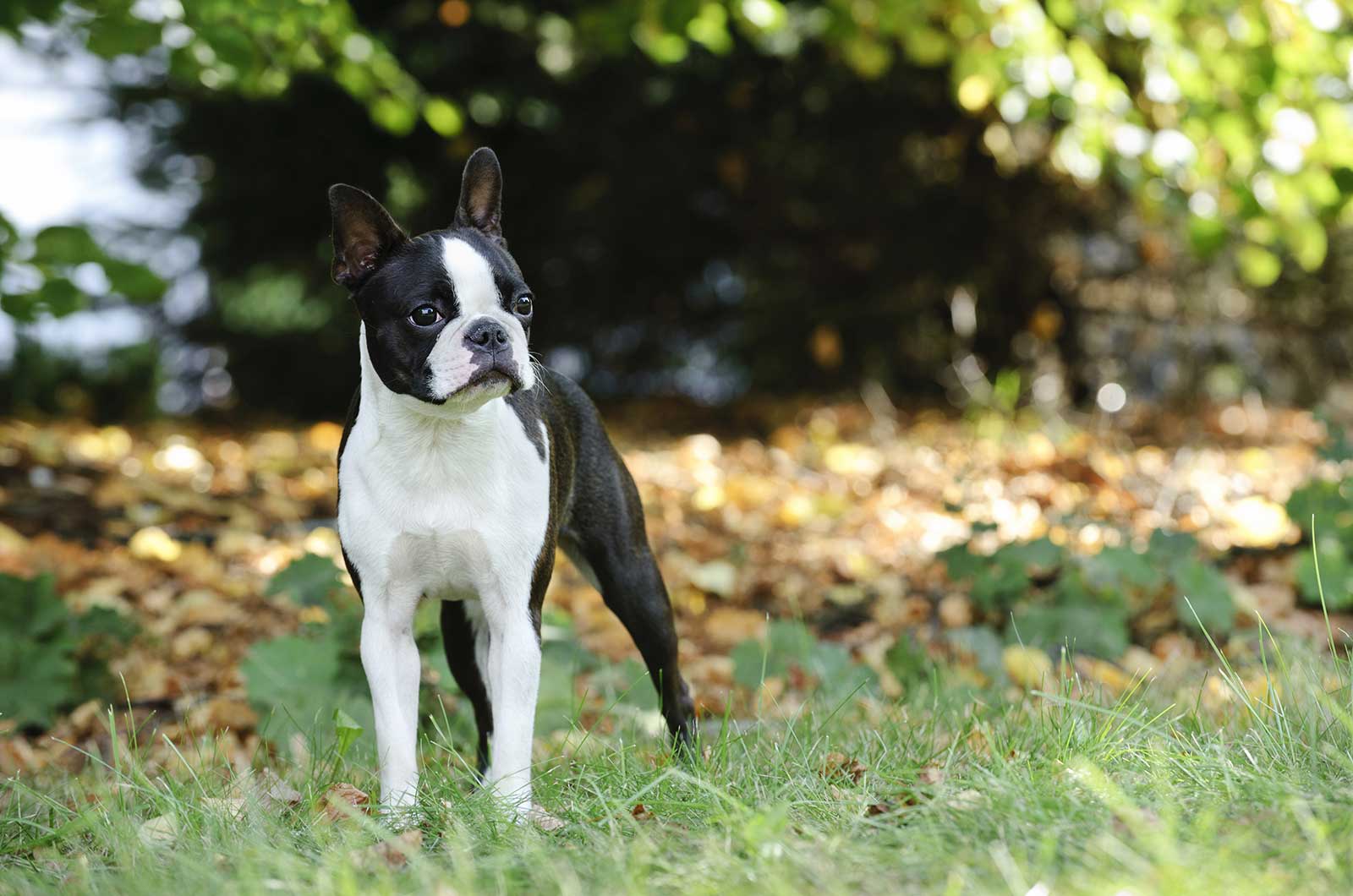 Boston Terrier