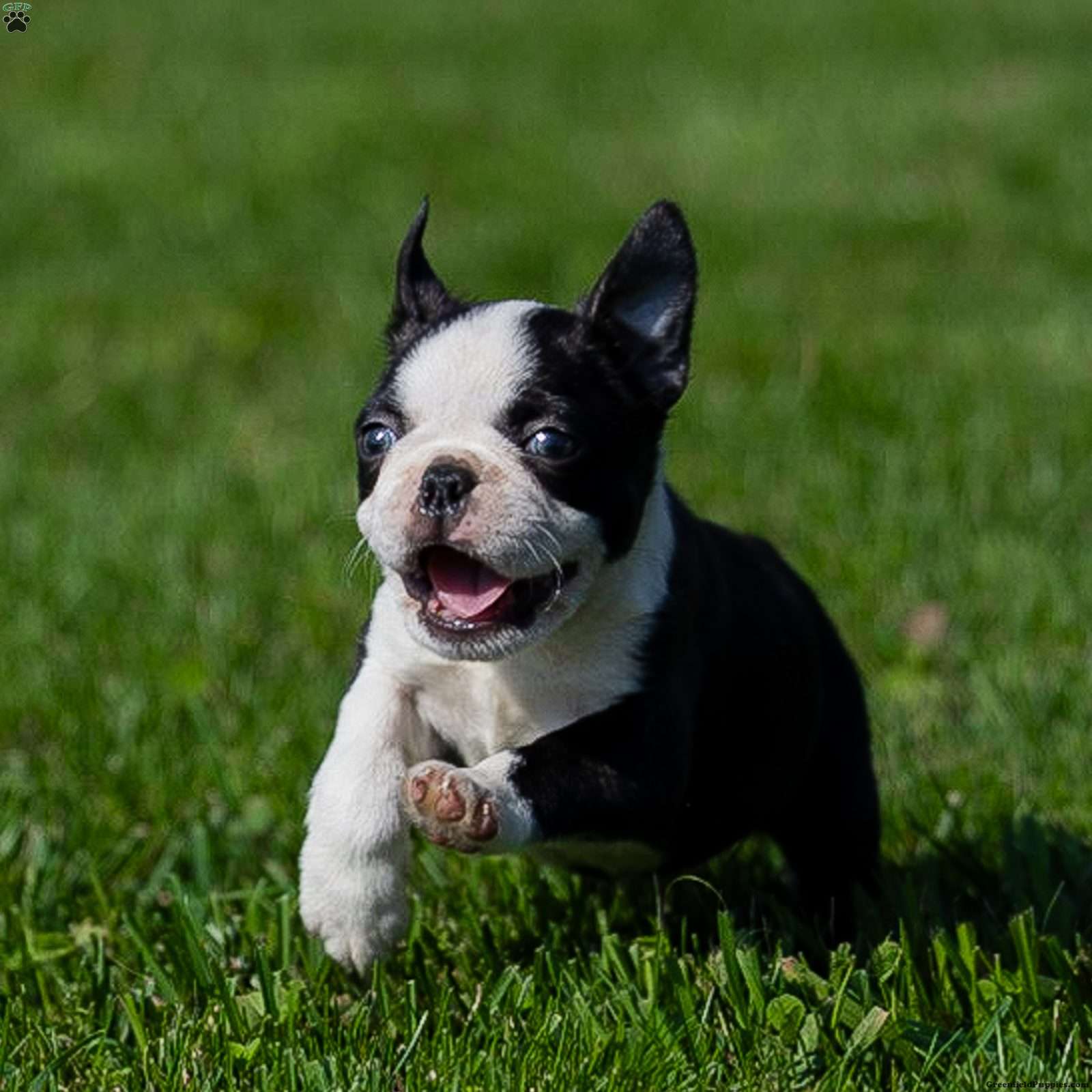 Boston Terrier