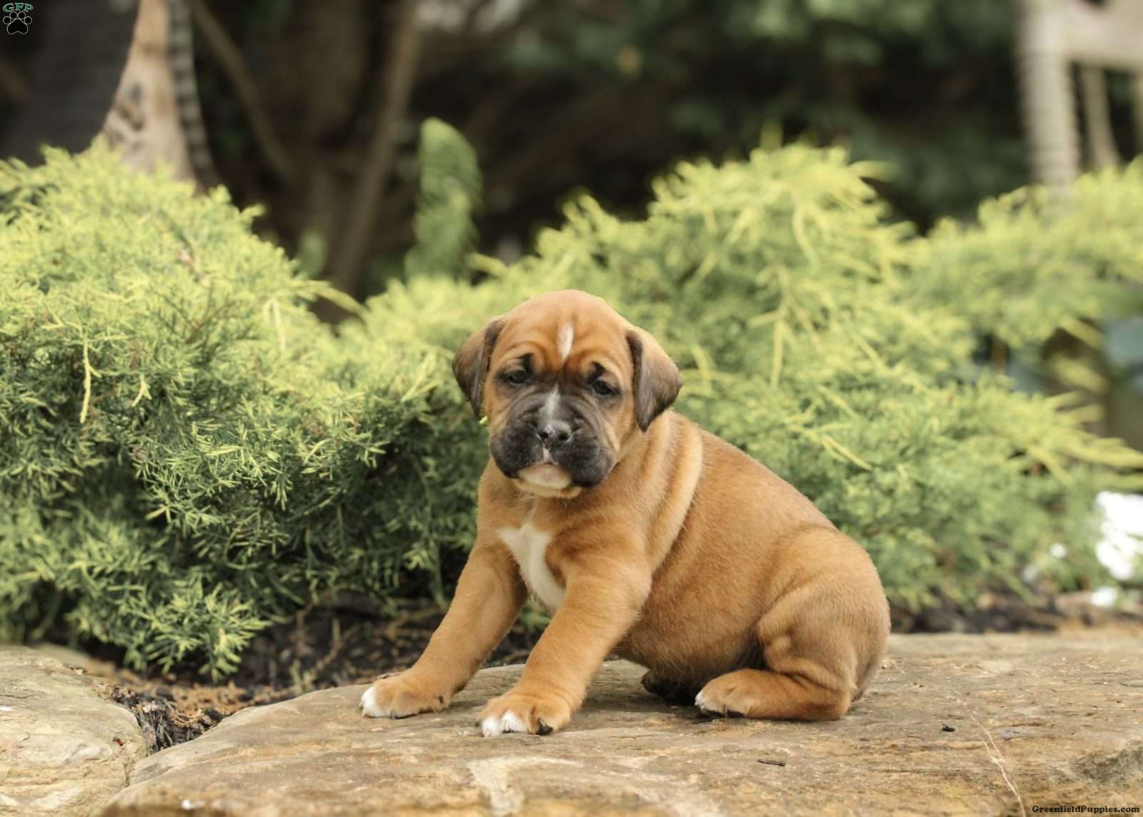 Boxador