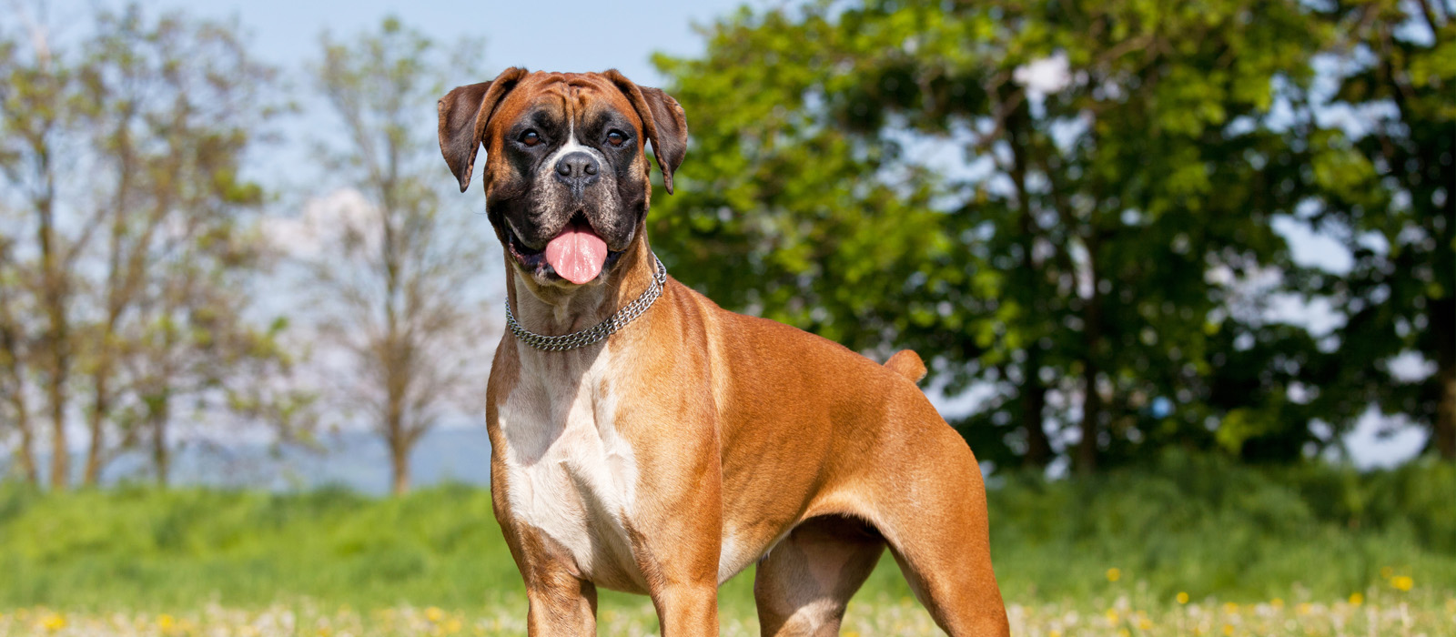 Boxer