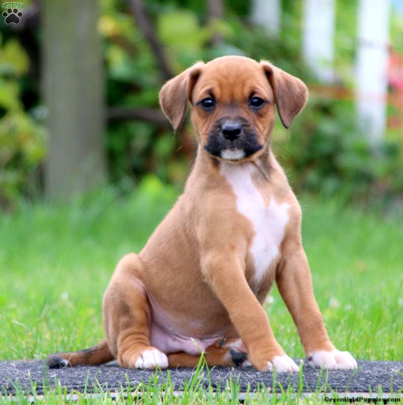 Boxer Mix
