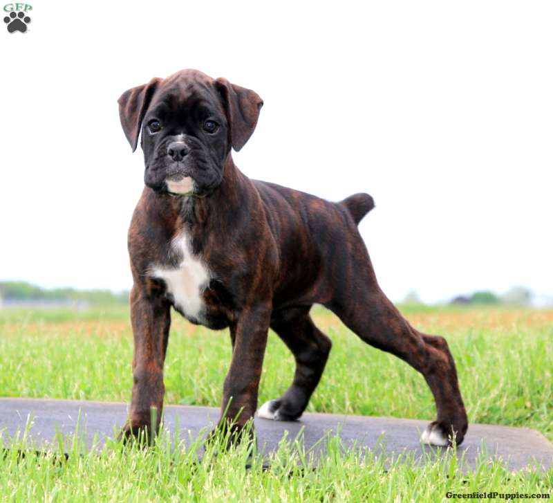 Boxer