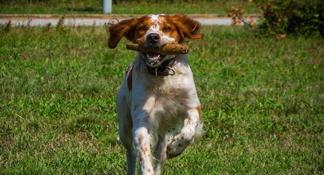 Brittany Spaniel