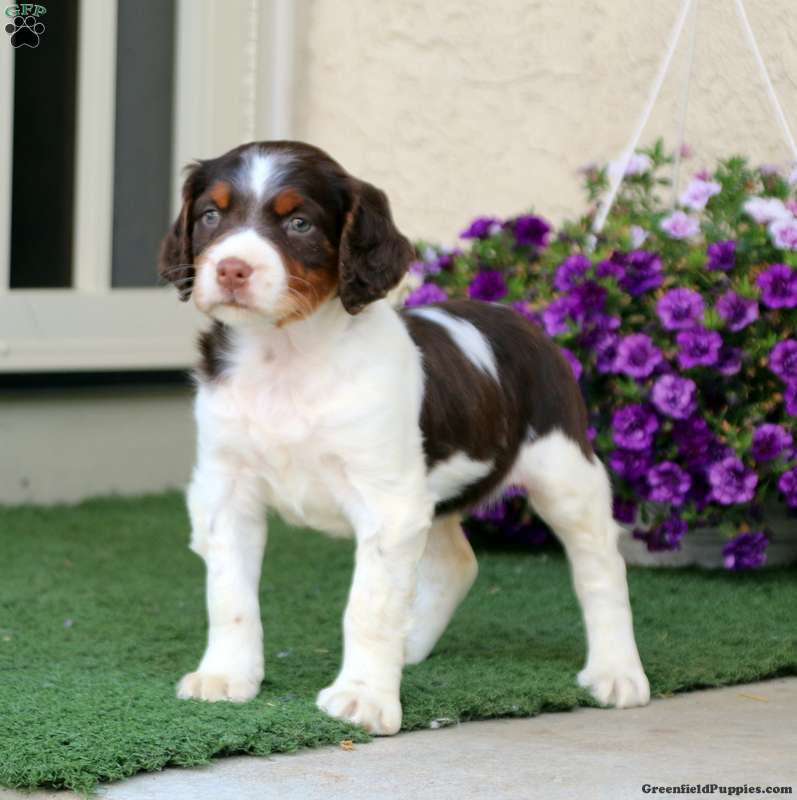 Brittany Spaniel