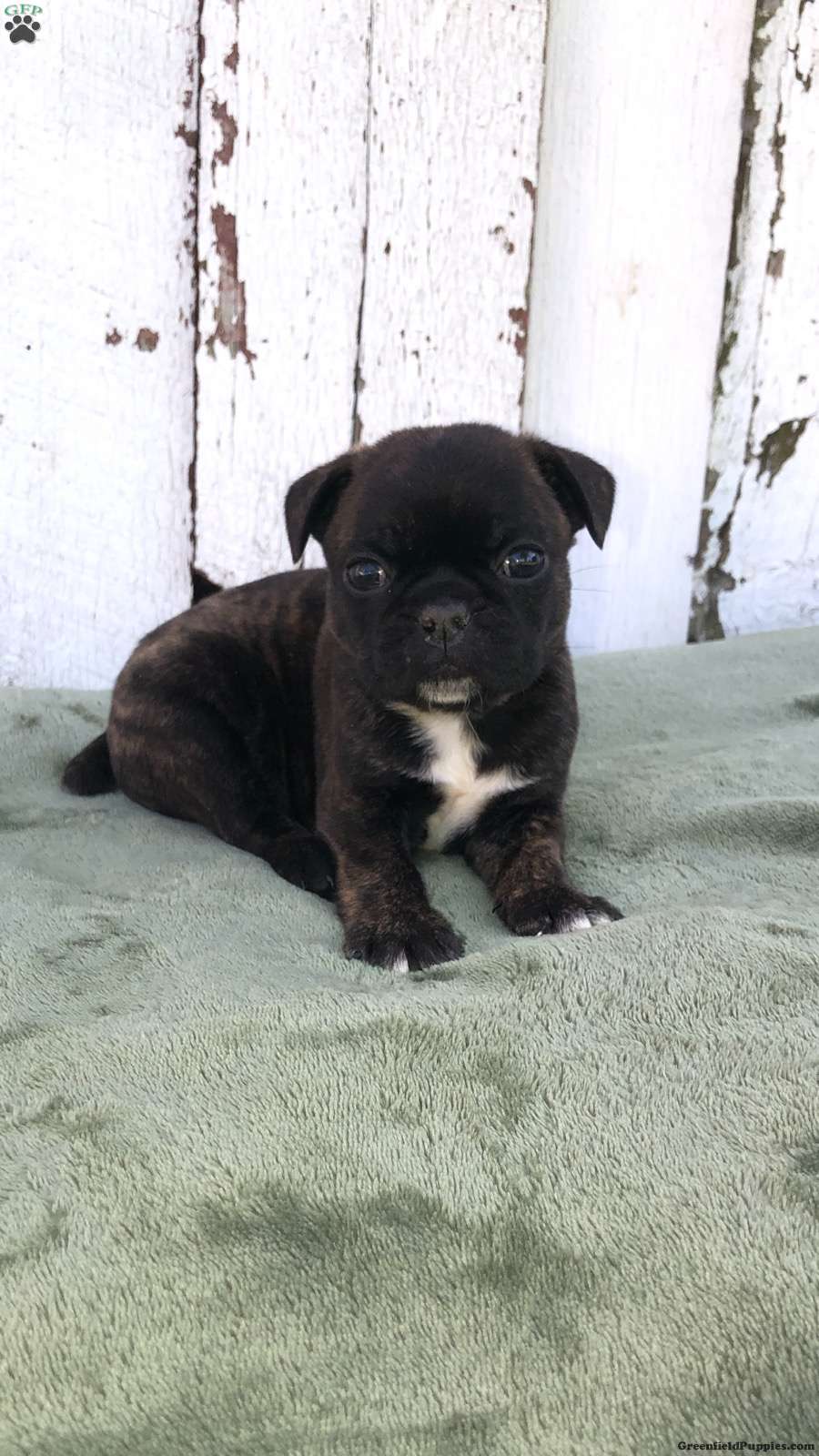 Bugg