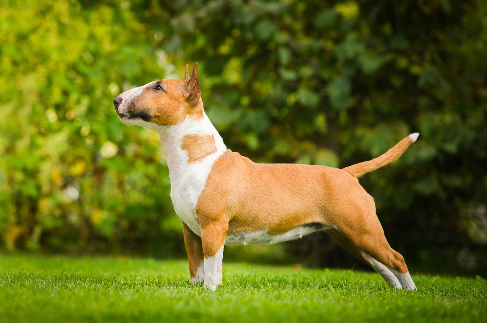 Bull Terrier