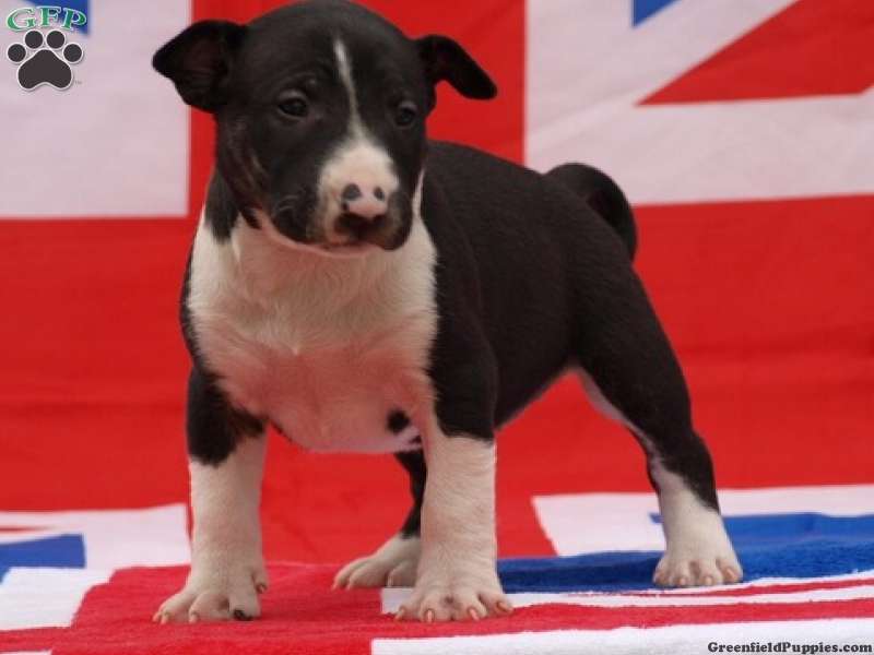Bull Terrier
