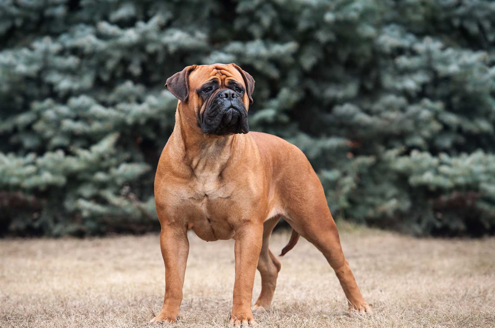 Bullmastiff