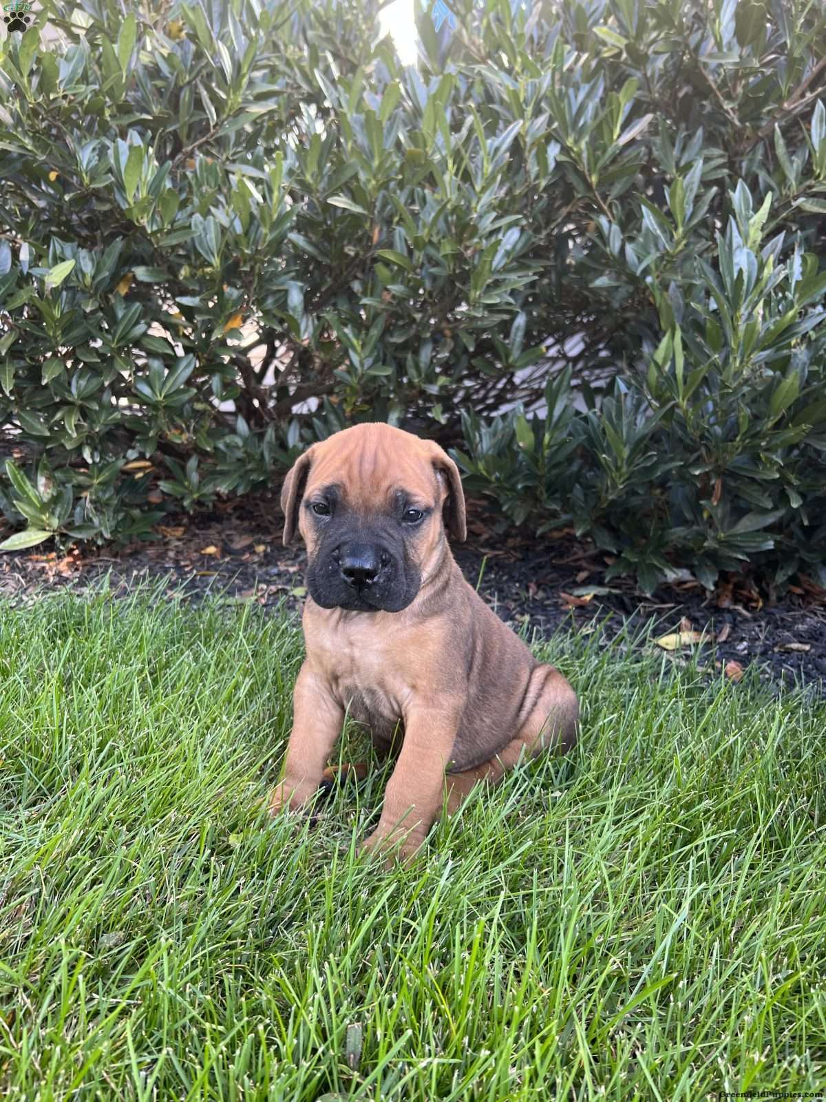 Bullmastiff