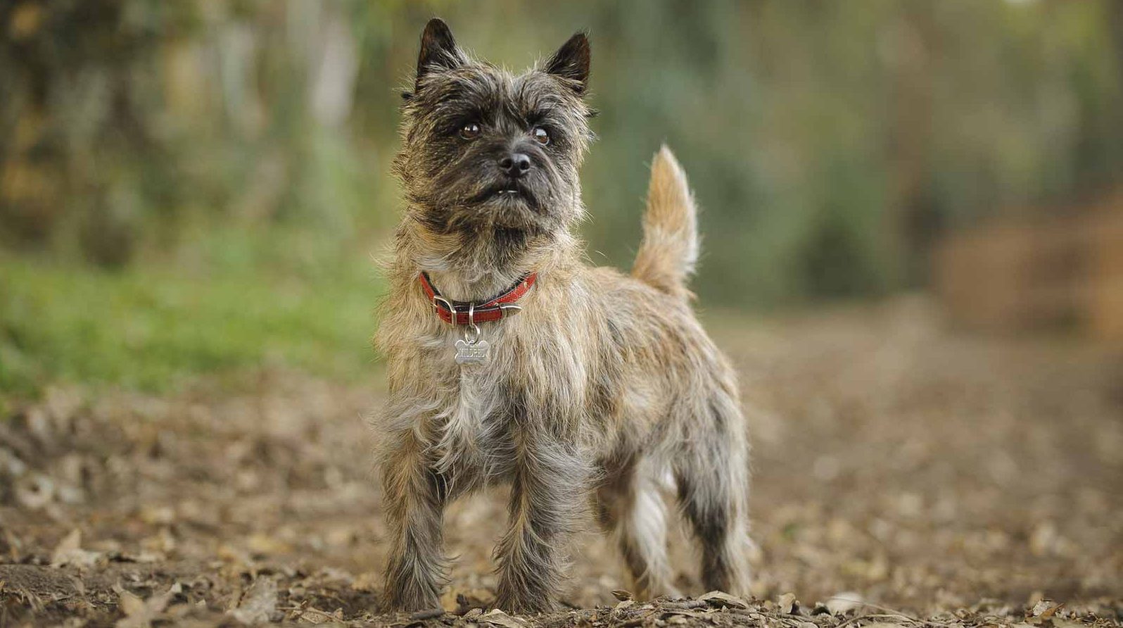 Cairn Terrier