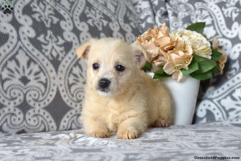 Cairn Terrier Mix