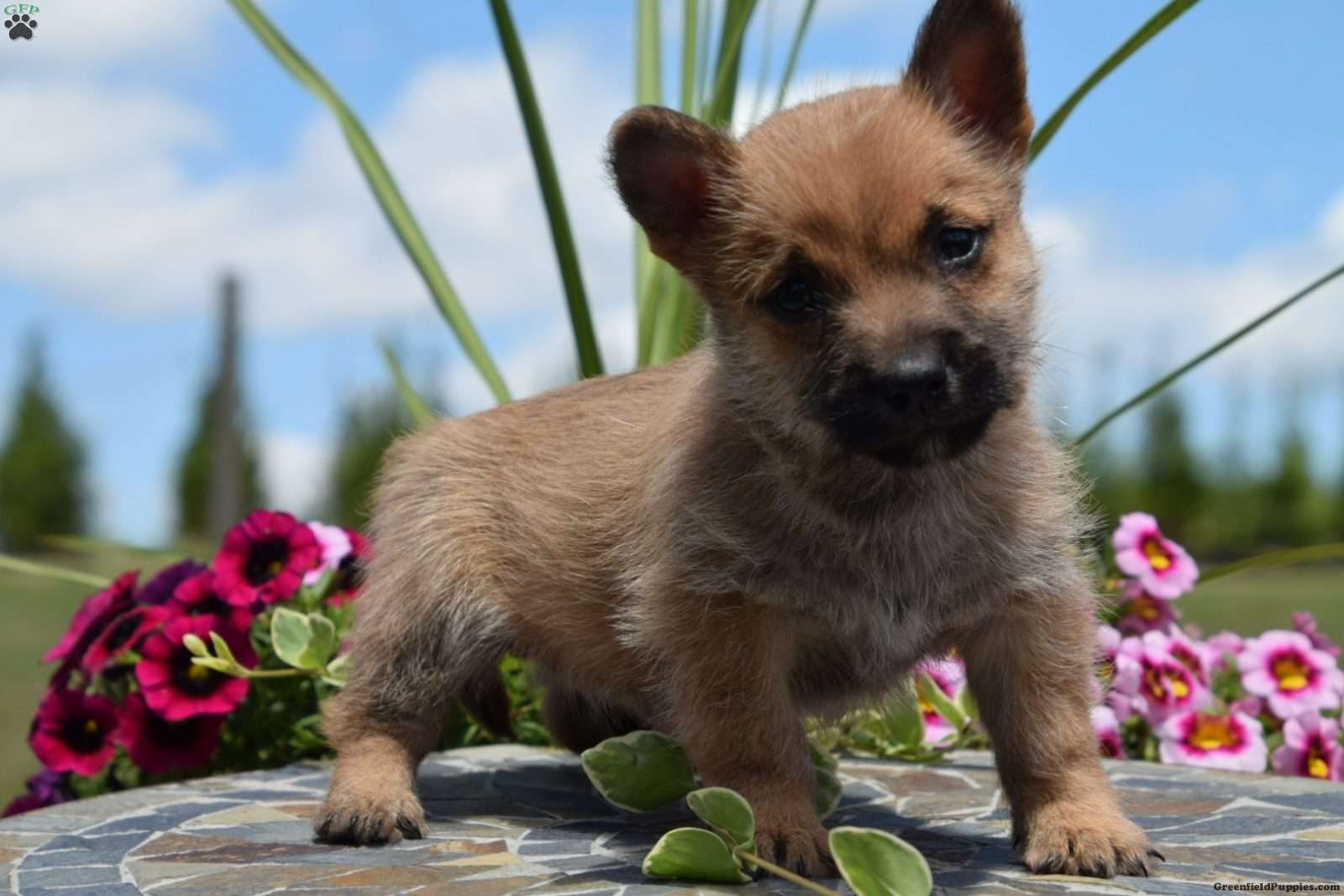 Cairn Terrier