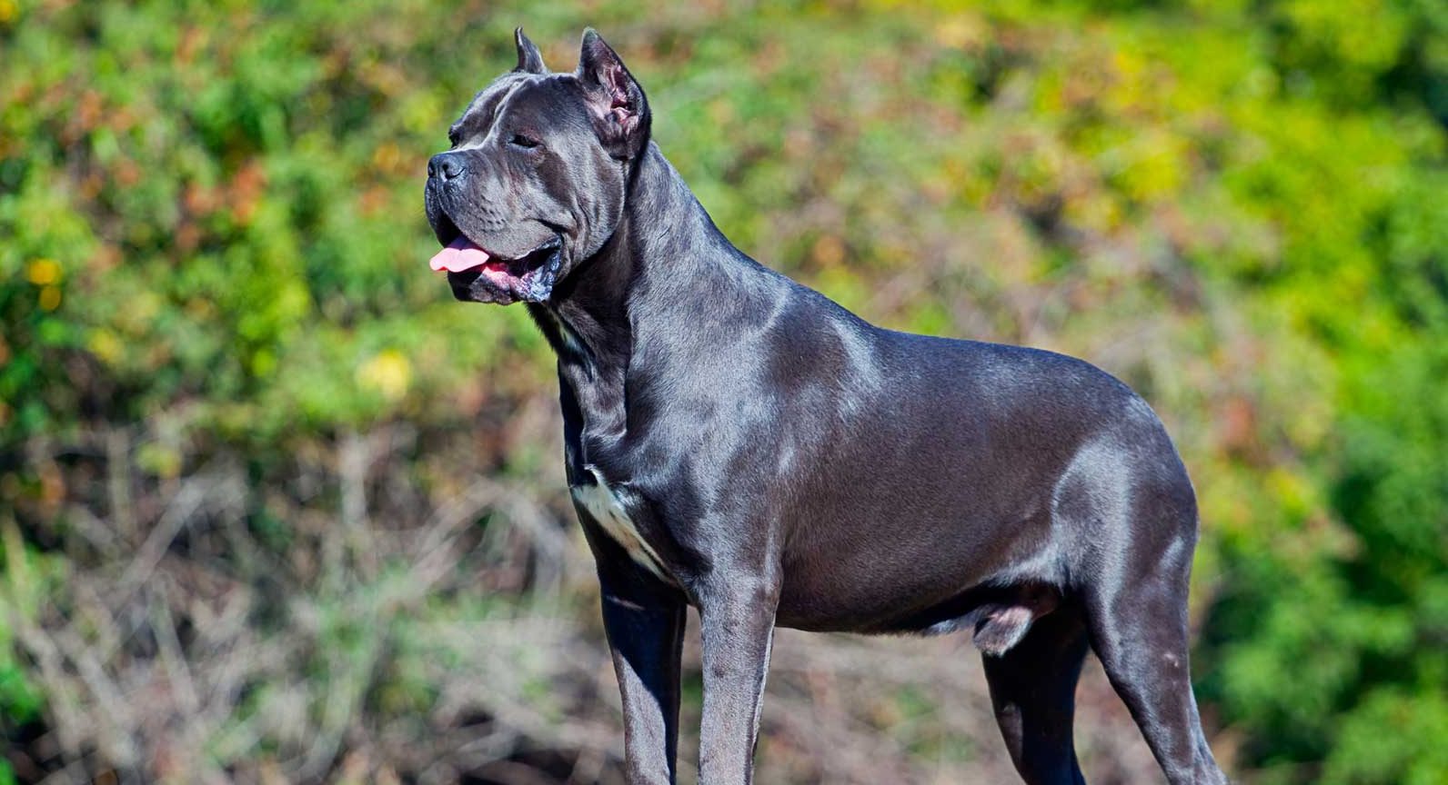 Cane Corso