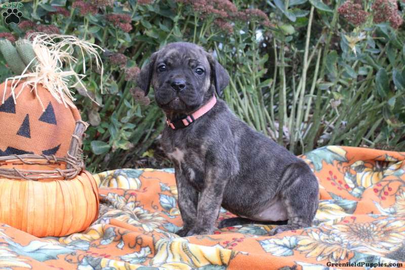 Cane Corso Mix
