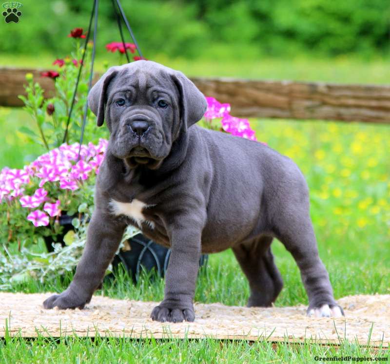 Cane Corso
