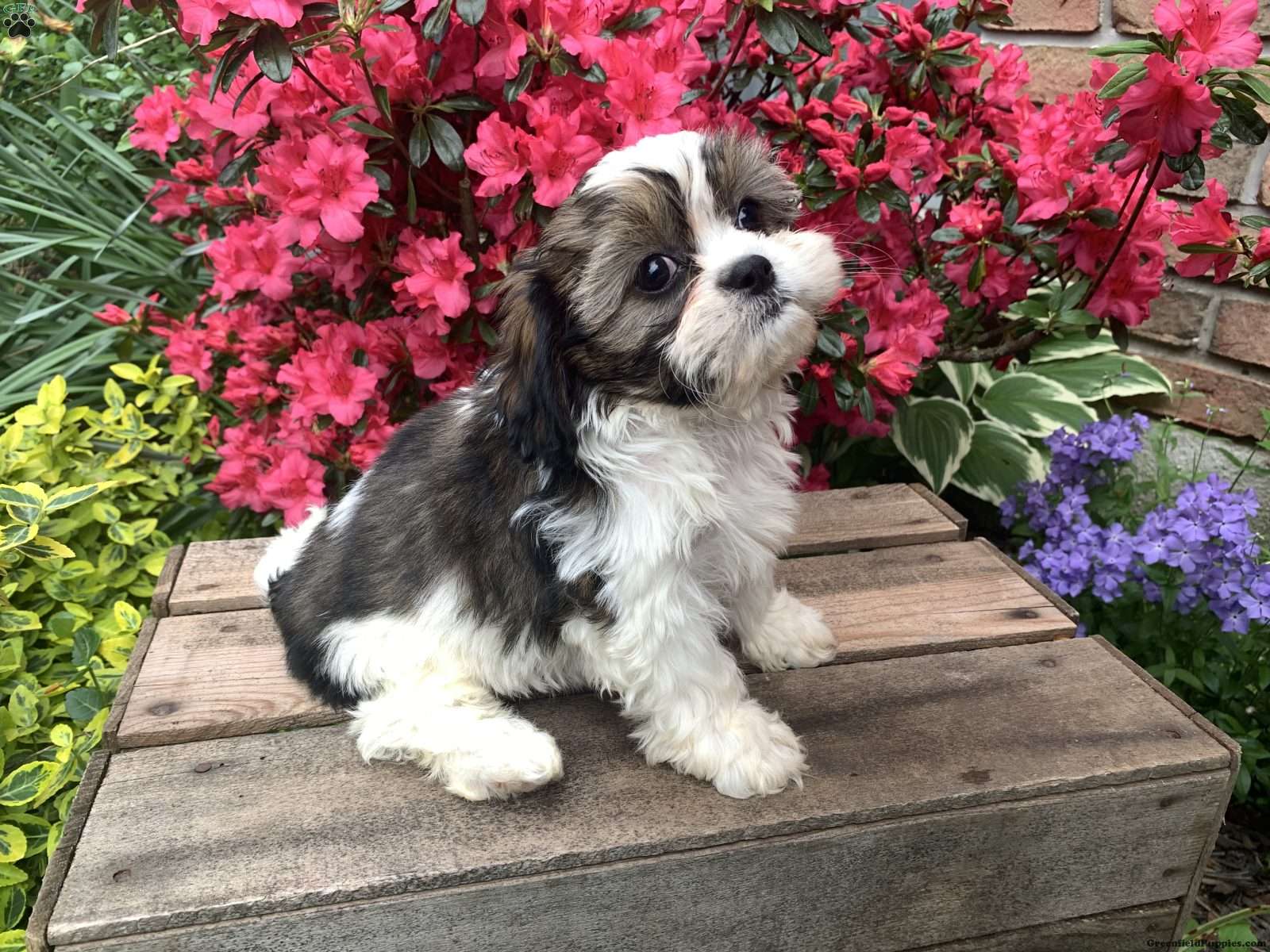 Cava-Tzu
