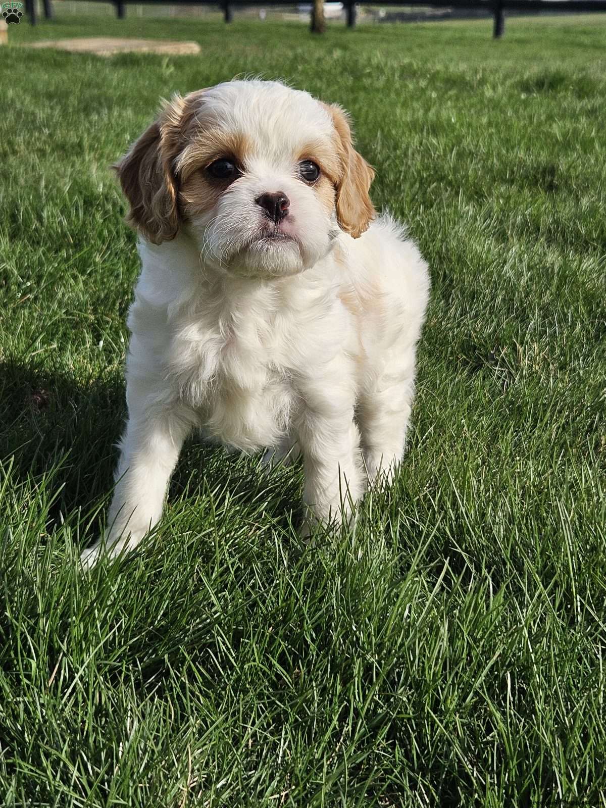 Cavachon