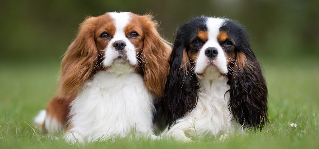 Cavalier King Charles Spaniel