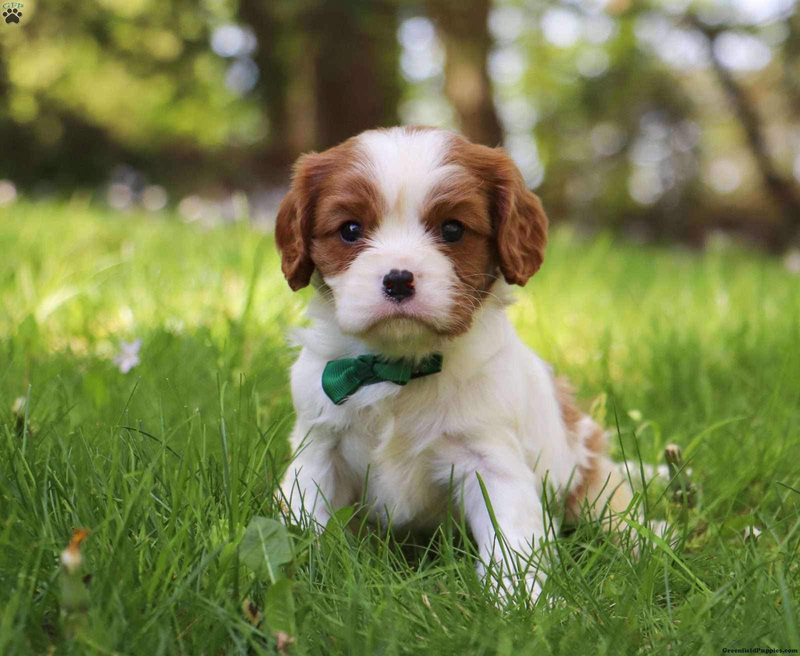 Cavalier King Charles Spaniel
