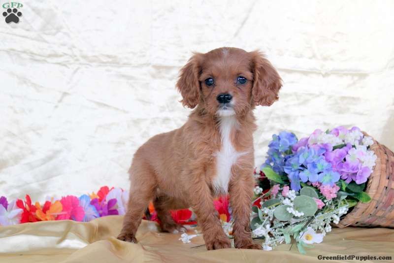 Cavalier King Charles Mix
