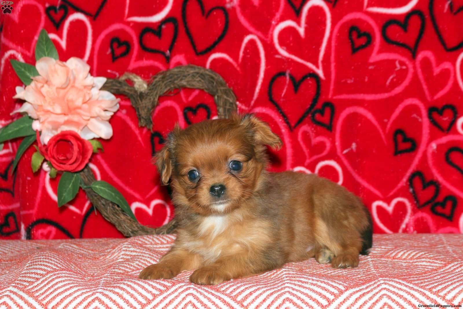 Cavapom