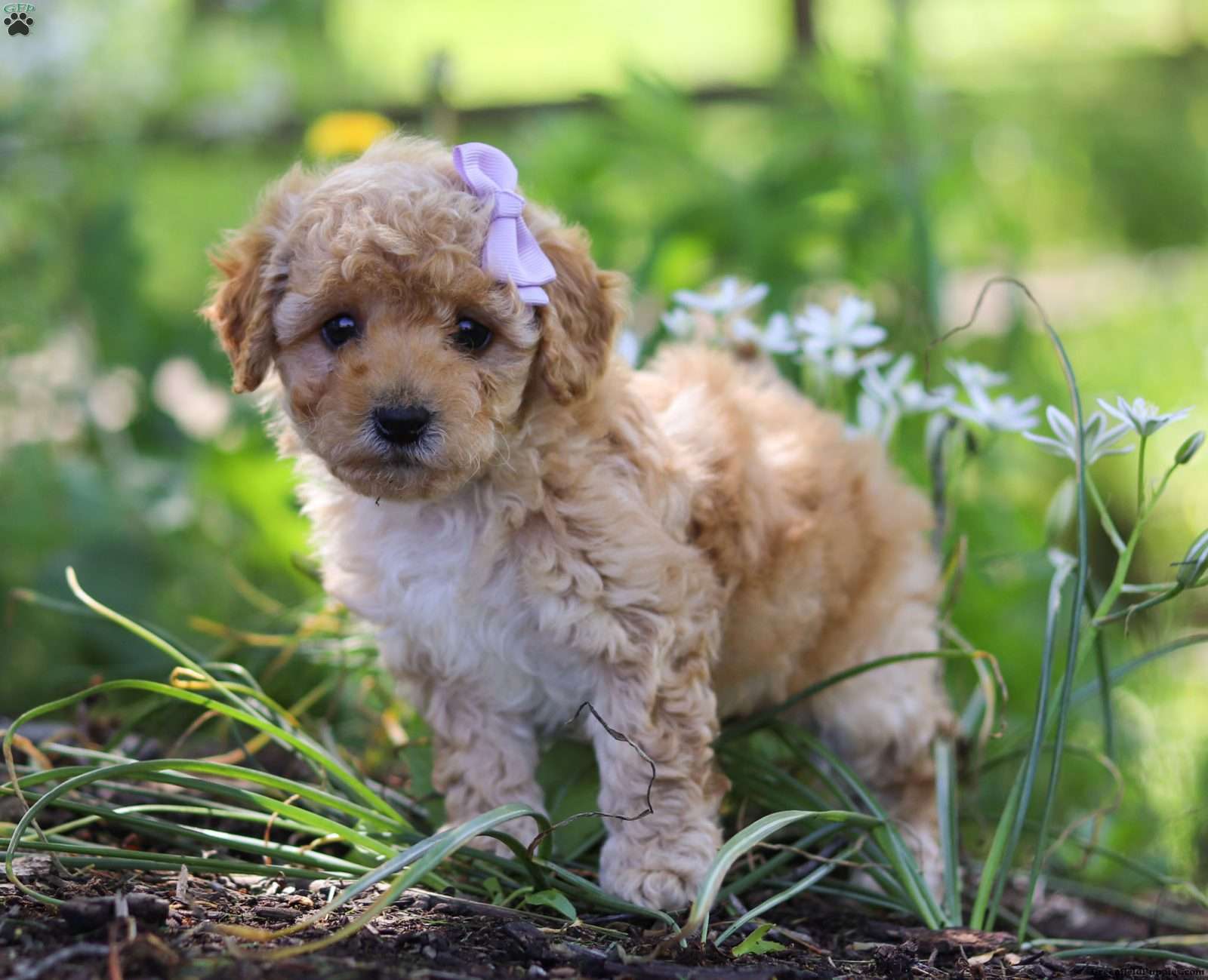 Cavapoo