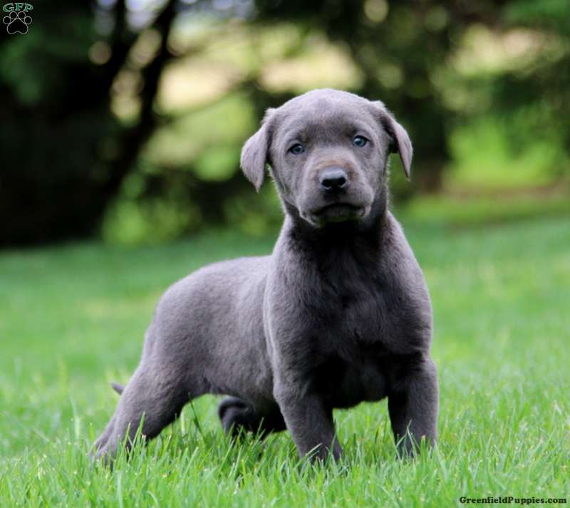 Charcoal Labrador Retriever