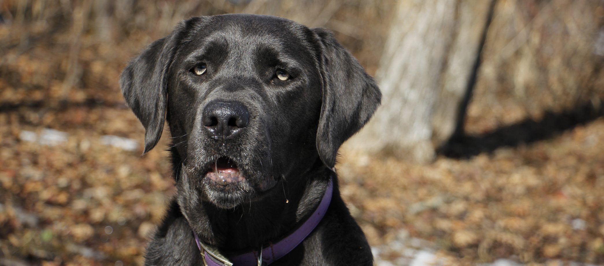 Charcoal Labrador Retriever