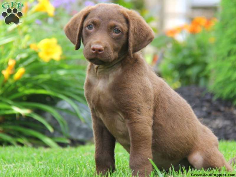 Chesapeake Bay Retriever