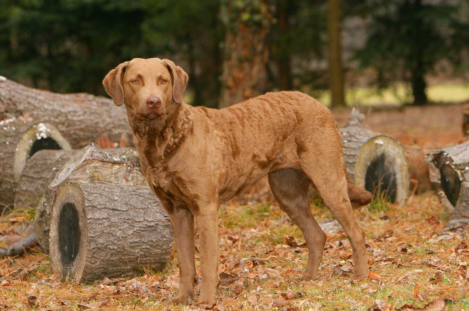 Chesapeake Bay Retriever