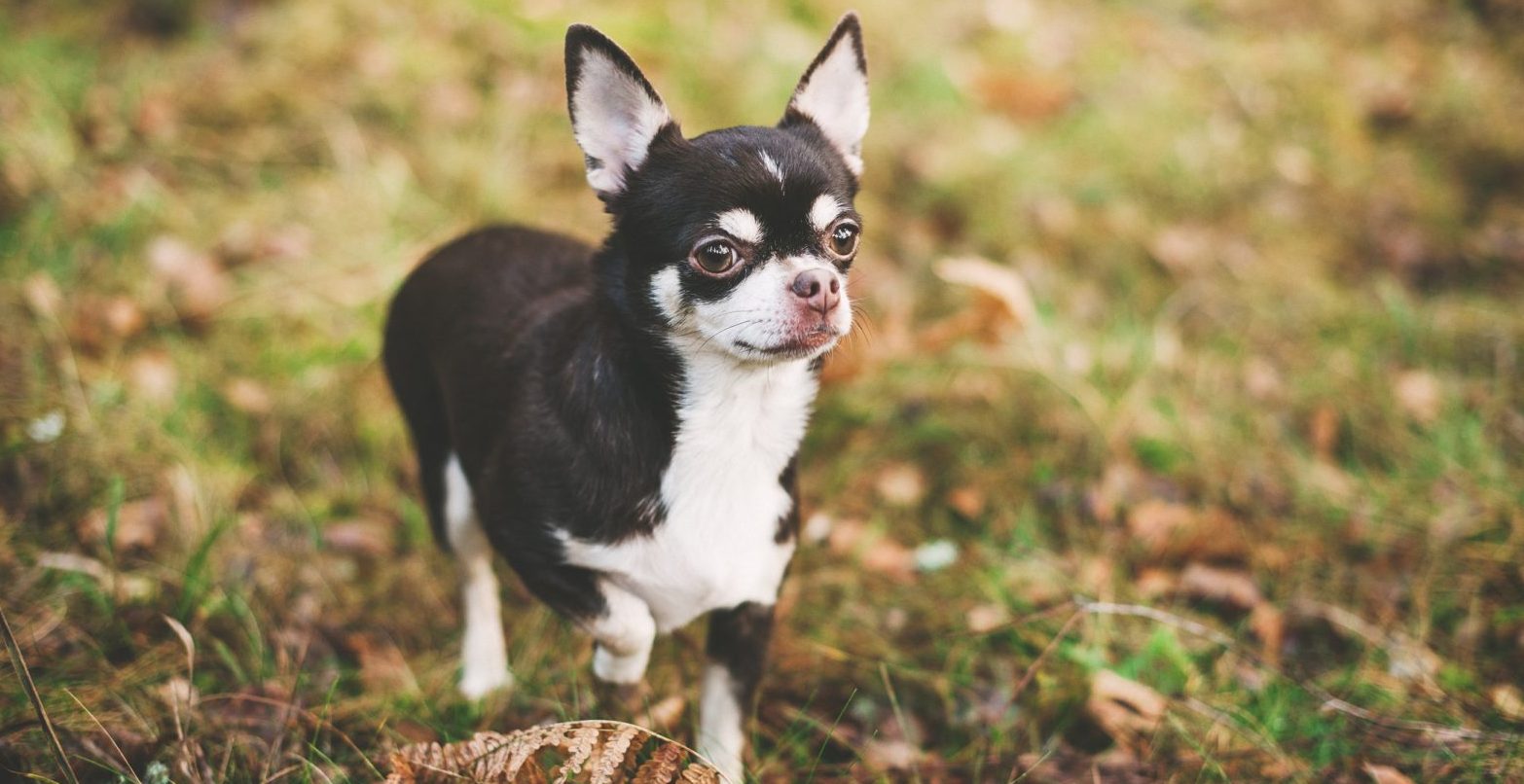 Chihuahua