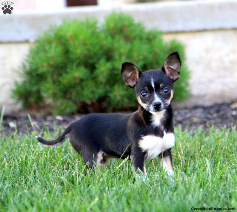 Chihuahua Mix