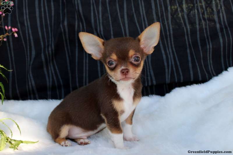 Chihuahua