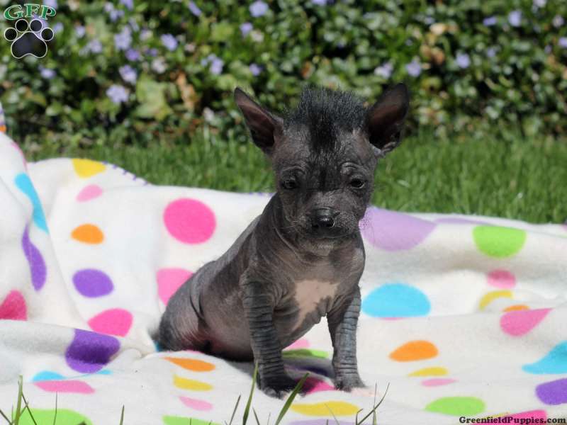 Chinese Crested Hairless Mix