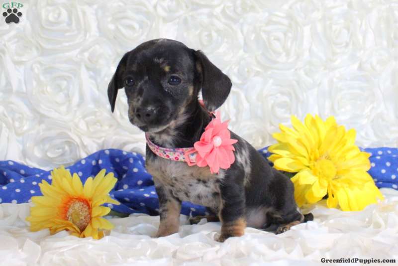 Chiweenie